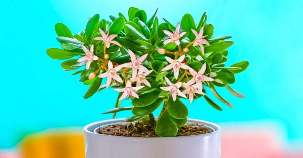 El truco para hacer florecer un árbol de jade: perfumará toda la casa