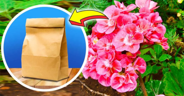El truco para pasar el invierno con geranio: todo lo que necesitas es una bolsa de papel