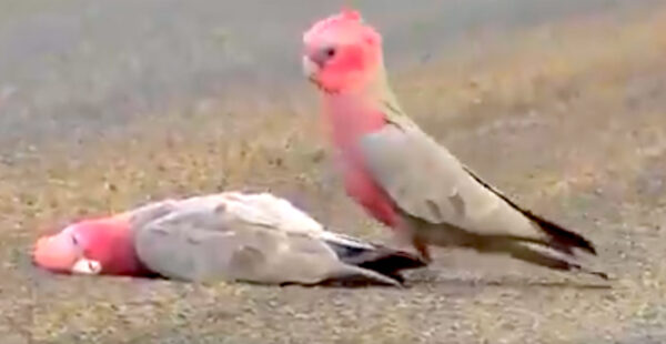El video de una cacatúa dándole el último adiós a su pareja con un beso