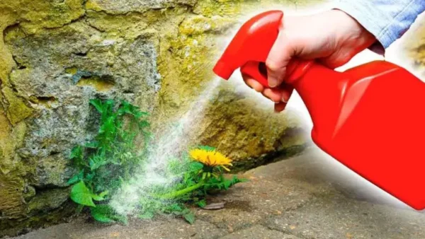 Elabora un herbicida natural y orgánico: agua, vinagre y sal