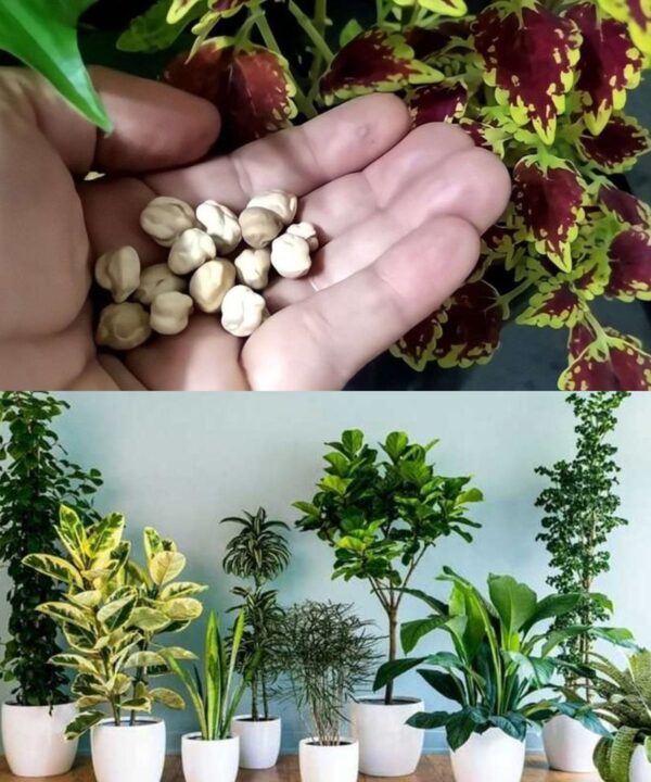 Es oro para el crecimiento de tus plantas: Una taza es suficiente para reventar muchas flores