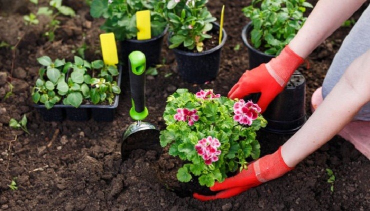 garbanzos en plantas