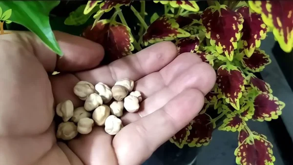 Es oro para el crecimiento de tus plantas: una taza es suficiente para hacer estallar muchas flores