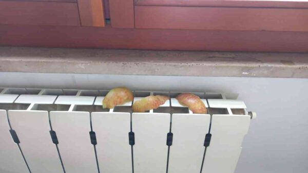 Es por eso que tantos han comenzado a poner cáscaras de manzana en los radiadores.