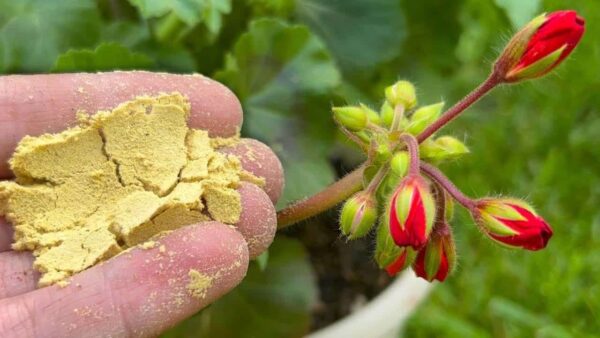 Espolvoréalo en cada maceta de flores que tengas en tu jardín y cobrarán vida al instante.