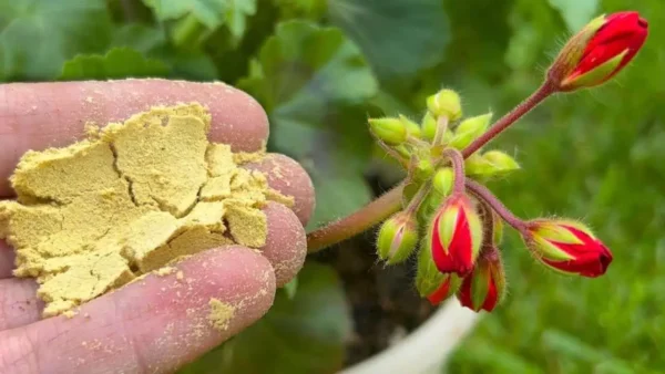 Espolvoréalo en cada maceta de flores que tengas en tu jardín y cobrarán vida al instante.
