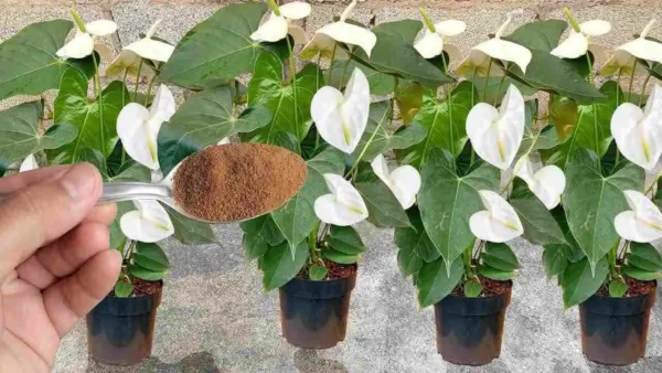 Espolvoréalo sobre las plantas que tengas en tu casa o jardín: florecerán durante todo un año