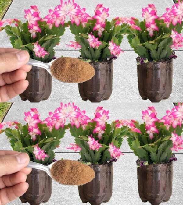 Espolvoréalo sobre las plantas que tengas en tu casa o jardín: florecerán durante todo un año