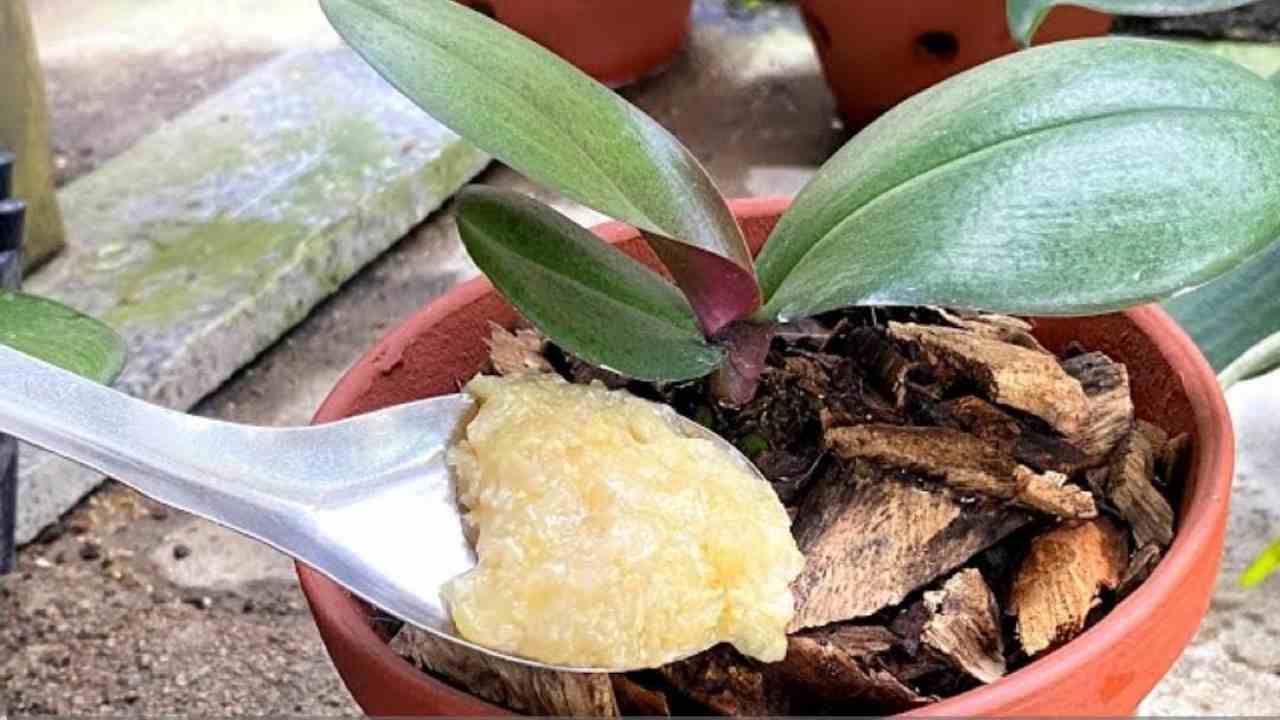 Cuchara sobre la orquídea