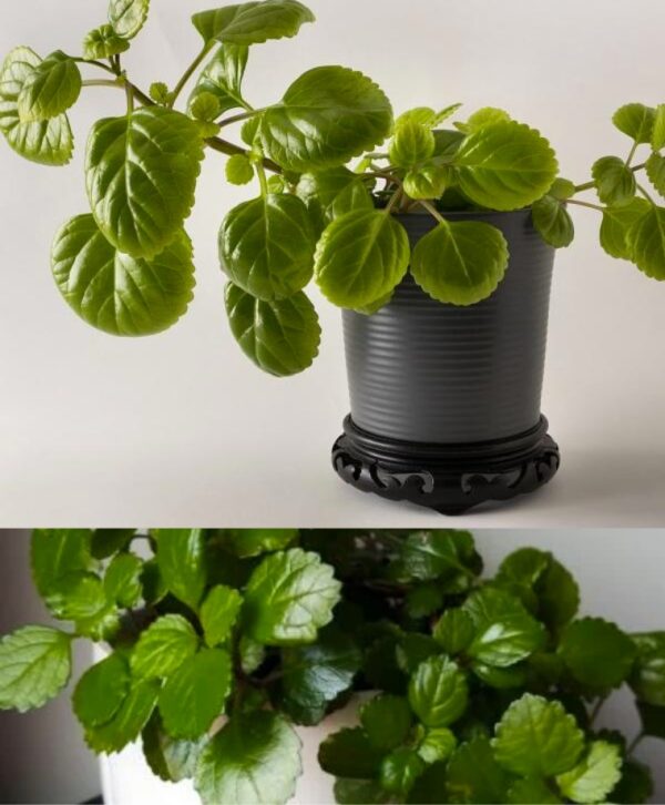 Esta planta debería estar en cada hogar, decía mi abuelo: ¡No es solo decorativa, todos deberían conocer este efecto!