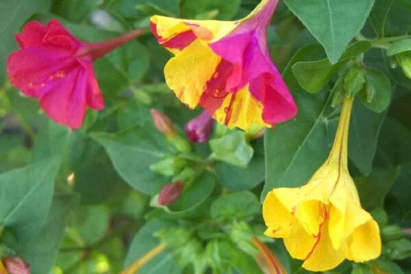 ¡Estas hermosas flores se abren por la noche! Esto es lo que es