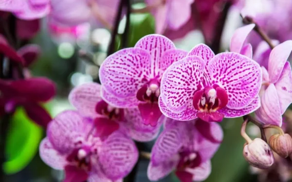 Estas plantas valen una fortuna, eso es lo que son las plantas.