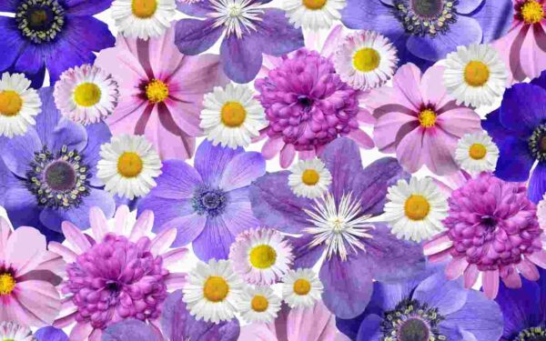 Estas son las flores ideales para poner en el balcón en abril: aquí las tienes