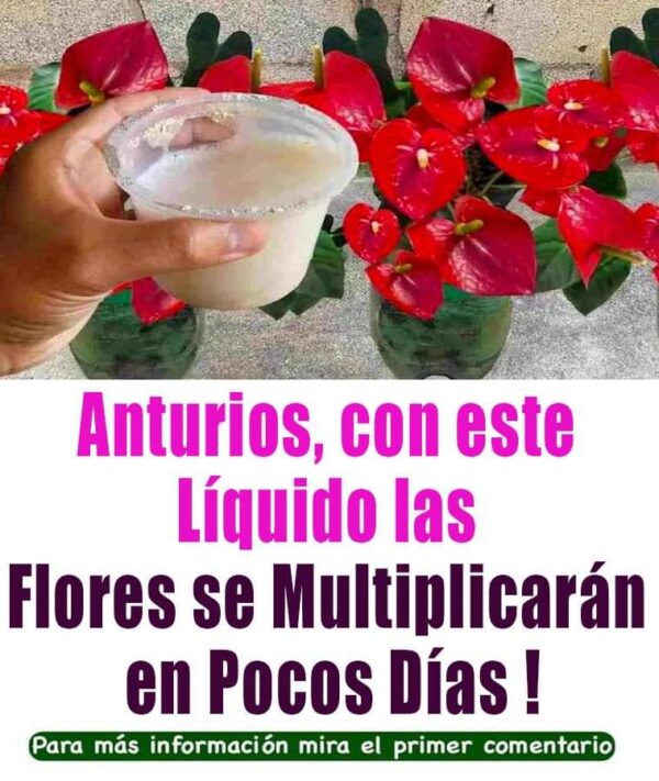 Este abono natural hará crecer tus plantas.