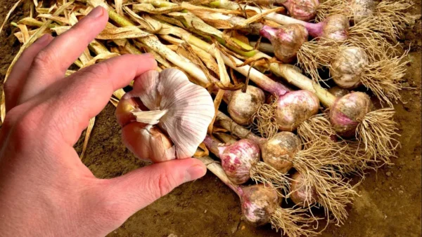 Este es el peor lugar posible para almacenar ajo. Puede germinar y volverse amargo.