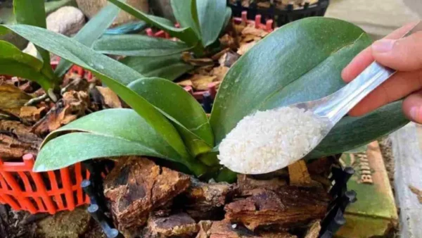 Este fertilizante natural ayudará a que tu orquídea se mantenga saludable