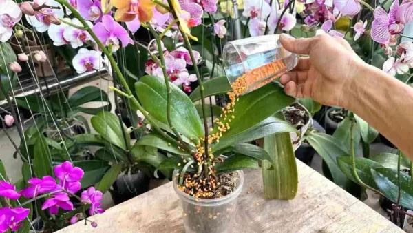 Este ingrediente es capaz de hacer que la orquídea crezca y florezca infinitamente.