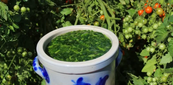 Estiércol de tomate: un fertilizante natural para un jardín saludable