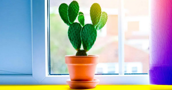 Esto es lo que sucede cuando un cactus crece en su hogar