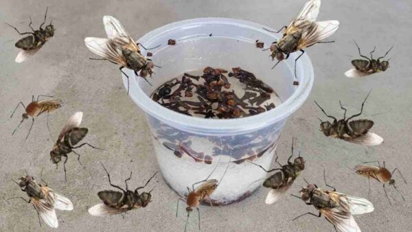 Esto hace que moscas, mosquitos y cucarachas revoloteen en menos de 10 minutos.