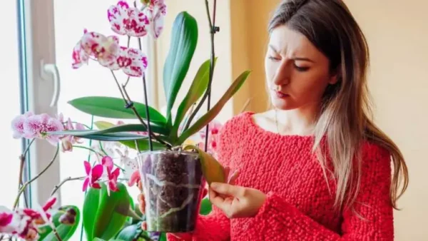 Estos 5 consejos podrían salvar tus orquídeas