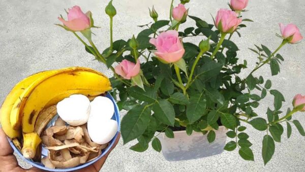 Estos ingredientes valen oro para las plantas: nunca habían sido tan exuberantes