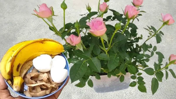 Estos ingredientes valen oro para las plantas: nunca habían sido tan exuberantes