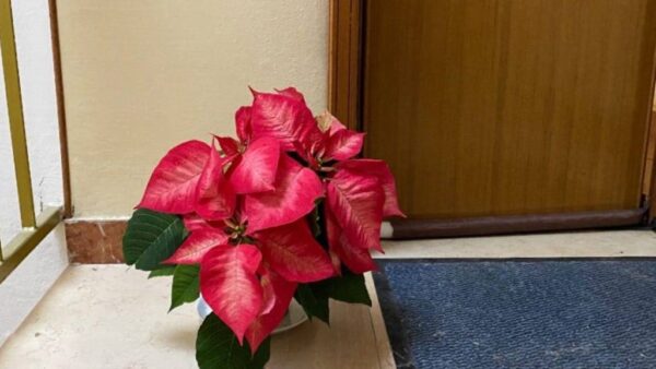 Estrella navideña en el rellano, ¿es posible? La opinión de los viveristas expertos.