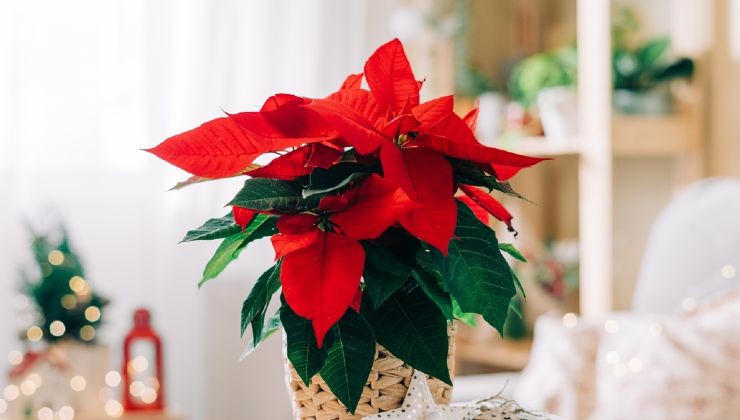 Estrella navideña en casa.