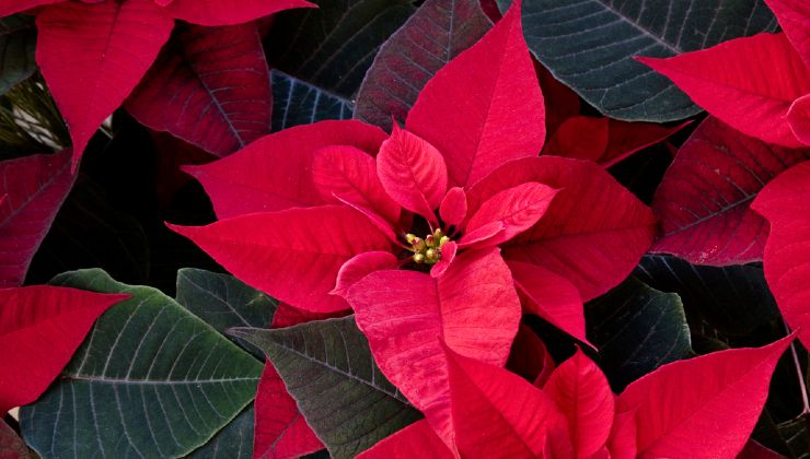 flores y hojas rojas