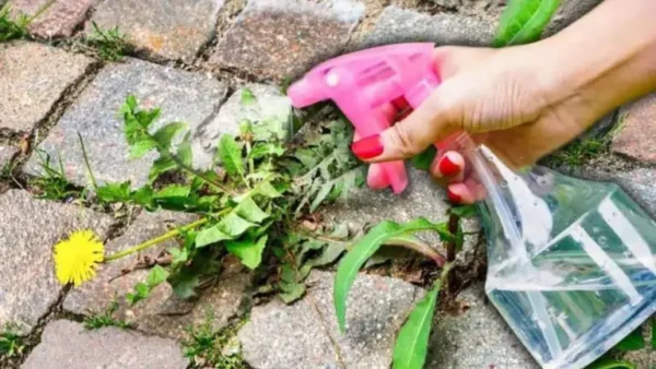 Experto en jardinería da un brillante consejo para eliminar las malas hierbas entre las baldosas en poco tiempo