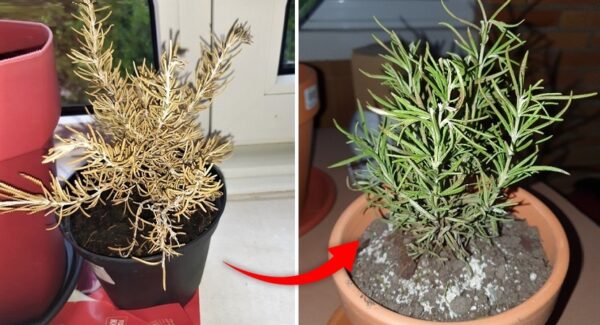 Explicamos por qué tu planta de romero se seca