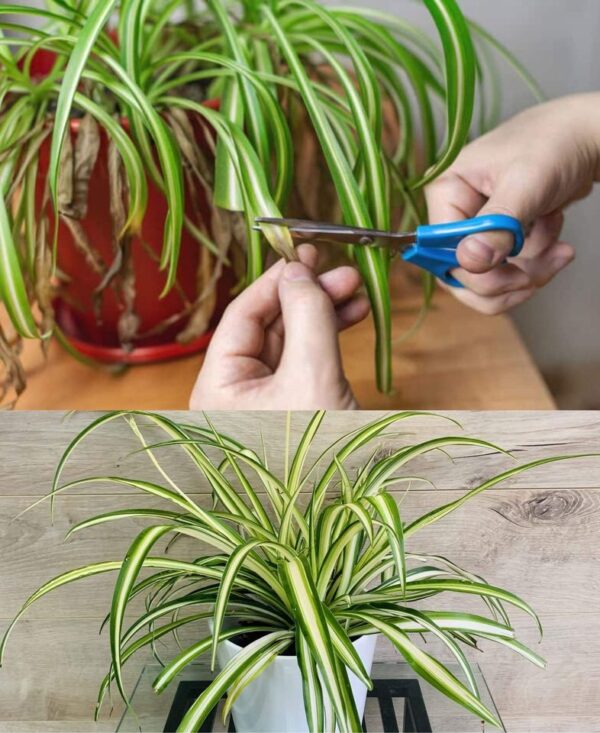 Falangio, la “planta araña” que purifica el aire de la casa