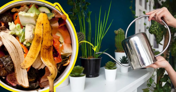 Fertilizante natural: aquí se explica cómo usar las cáscaras de frutas y verduras para alimentar las plantas