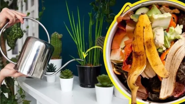 Fertilizante natural: cómo utilizar cáscaras de frutas y verduras para alimentar a las plantas