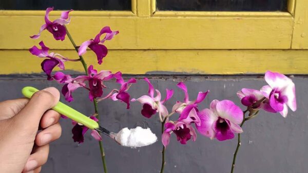 Fertilizante natural para plantas: con esto se volverán sanas y frondosas