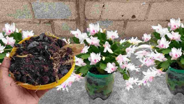 Fertilizante natural para plantas sin costo: saludable y hermoso durante años