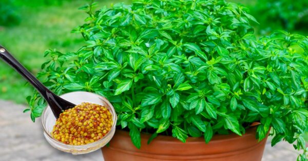 Fertilizante natural para plantas vegetales: cómo prepararlo.