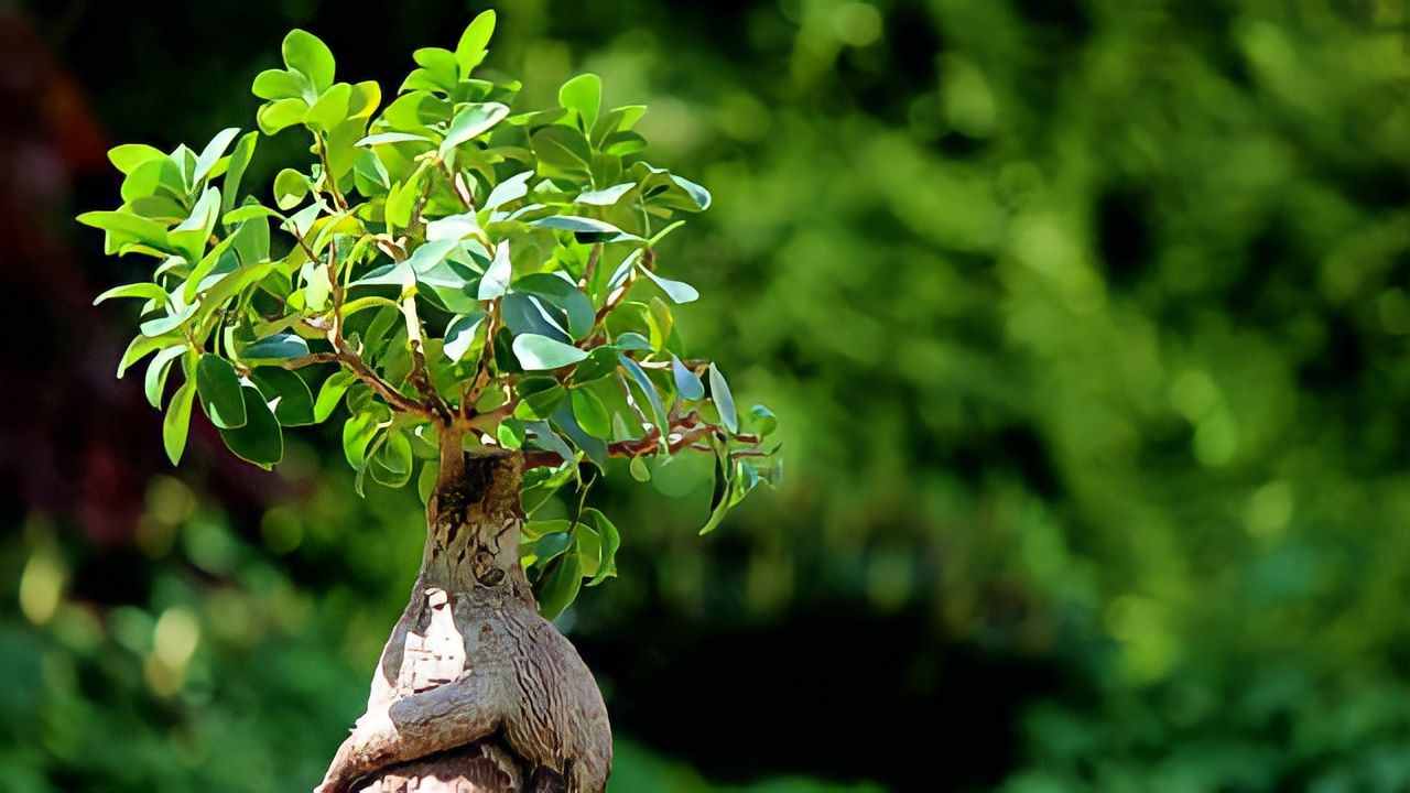 Bonsai de ficus