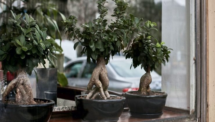 Bonsai de ficus