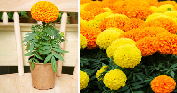 Flor de cempasúchil: Cuidados necesarios para que crezca fuerte
