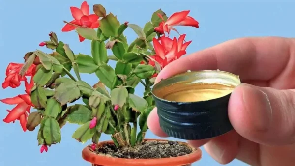 Floración exuberante y garantizada en 10 minutos si echas un poco a las plantas