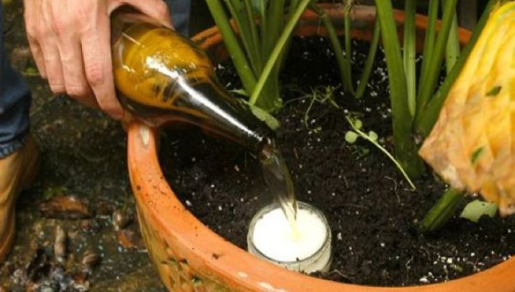 infusión de plantas