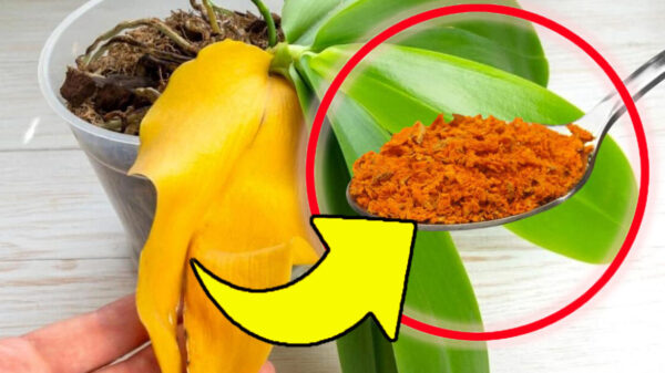 ¿Flores en la casa? Con este ingrediente crecerán visiblemente: ¡mi abuela me enseñó eso!