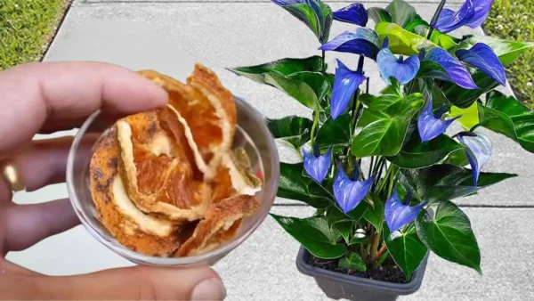 Flores exuberantes durante meses, ya no usarás otros fertilizantes: esto es muy poderoso