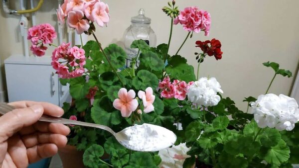 Flores exuberantes y abundantes con este ingrediente: también anima los colores