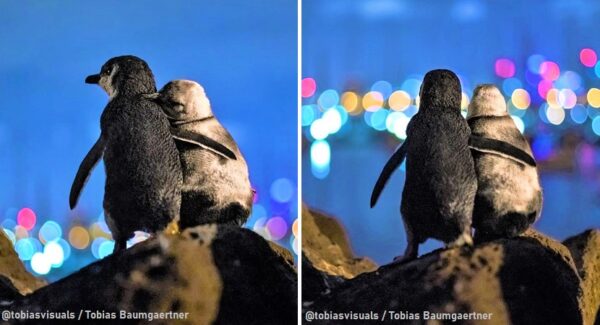 Foto de pingüinos mirando al horizonte en Australia