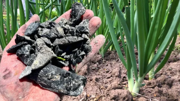 Fresno de madera para el jardín: 4 secretos a saber