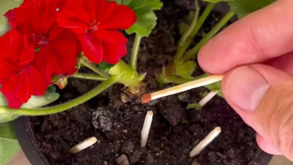 Fósforos en las plantas, por qué los jardineros comenzaron a hacerlo: la verdadera razón