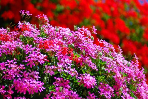 Geranios: ¡floración espectacular con este sencillo método! El resultado es una locura